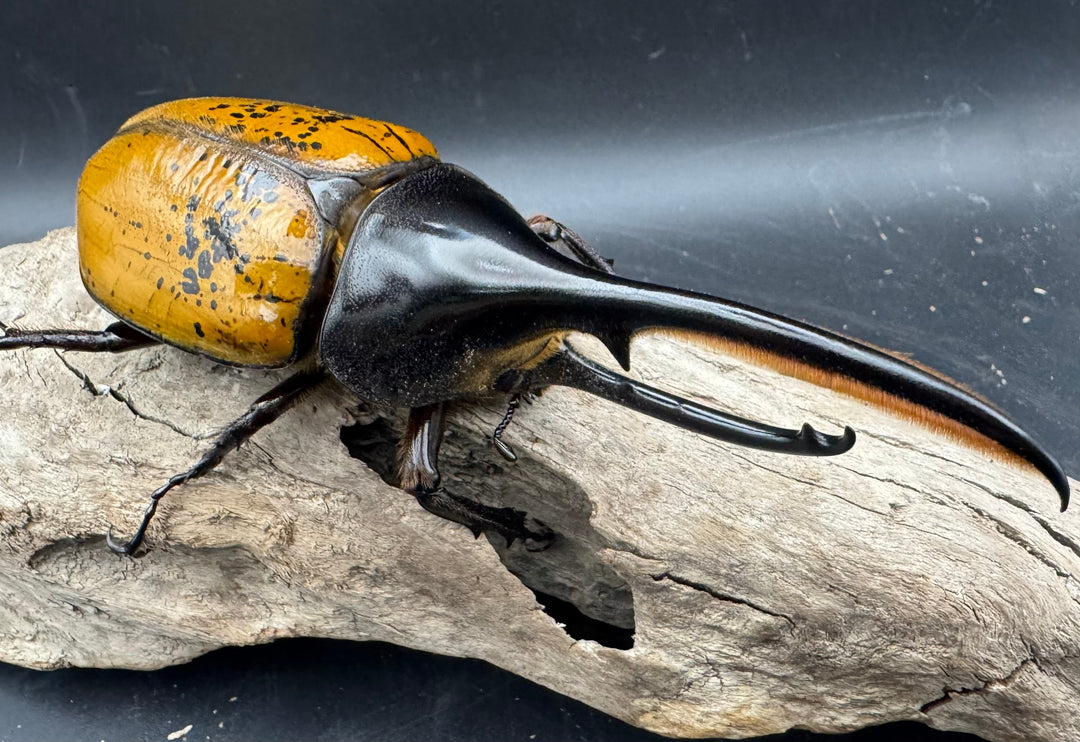 《 ヘラクレス・エクアトリアヌス 煌血統 128mm B品ペア》inohiro109氏ブリード個体