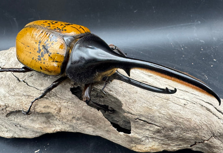 《 ヘラクレス・エクアトリアヌス 煌血統 128mm B品ペア》inohiro109氏ブリード個体