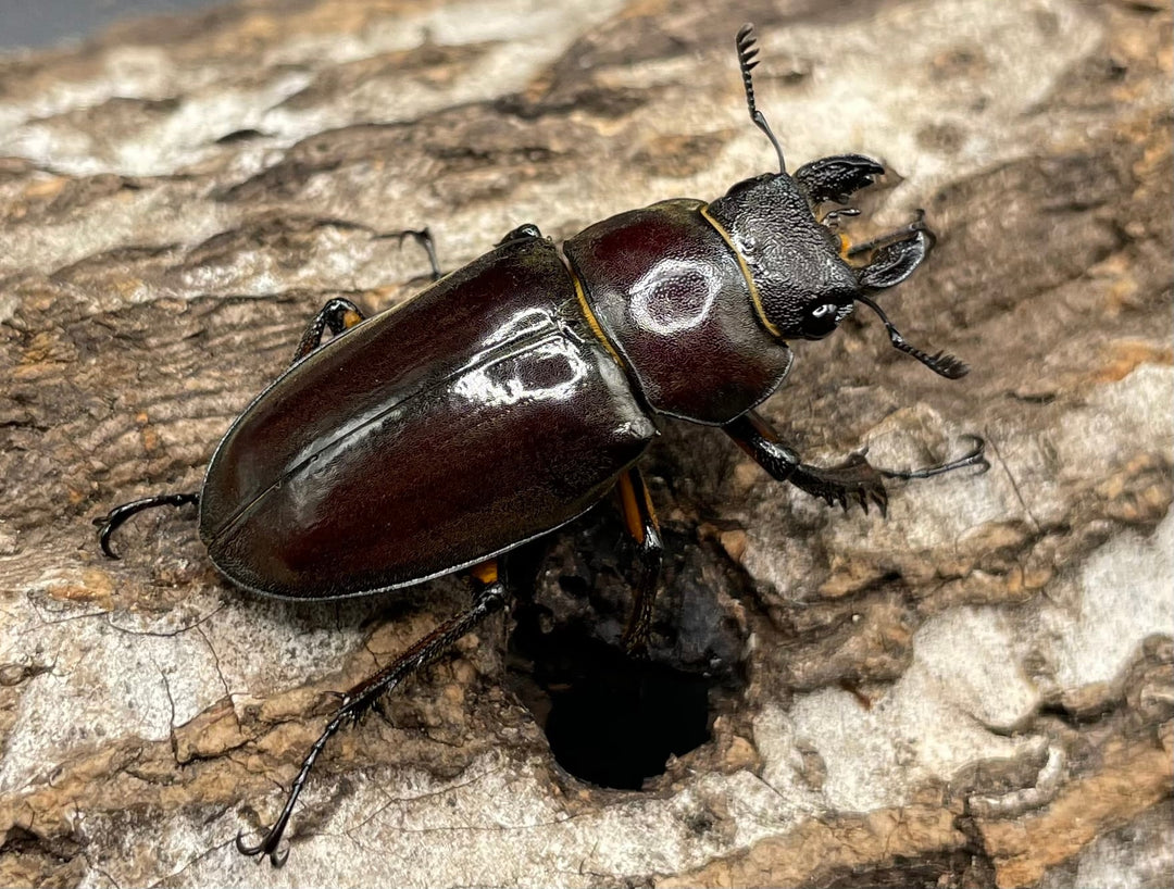 【WD】《ジュシャンミヤマ 49mm ペア》