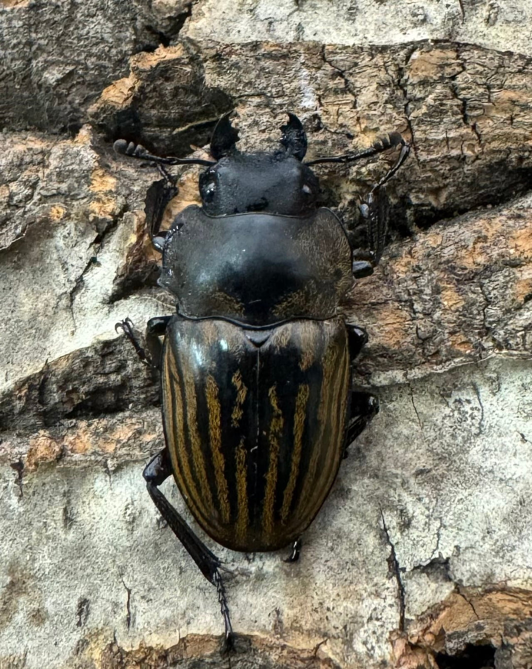 【WD】《ストリアータツヤクワガタ 40mm ペア》