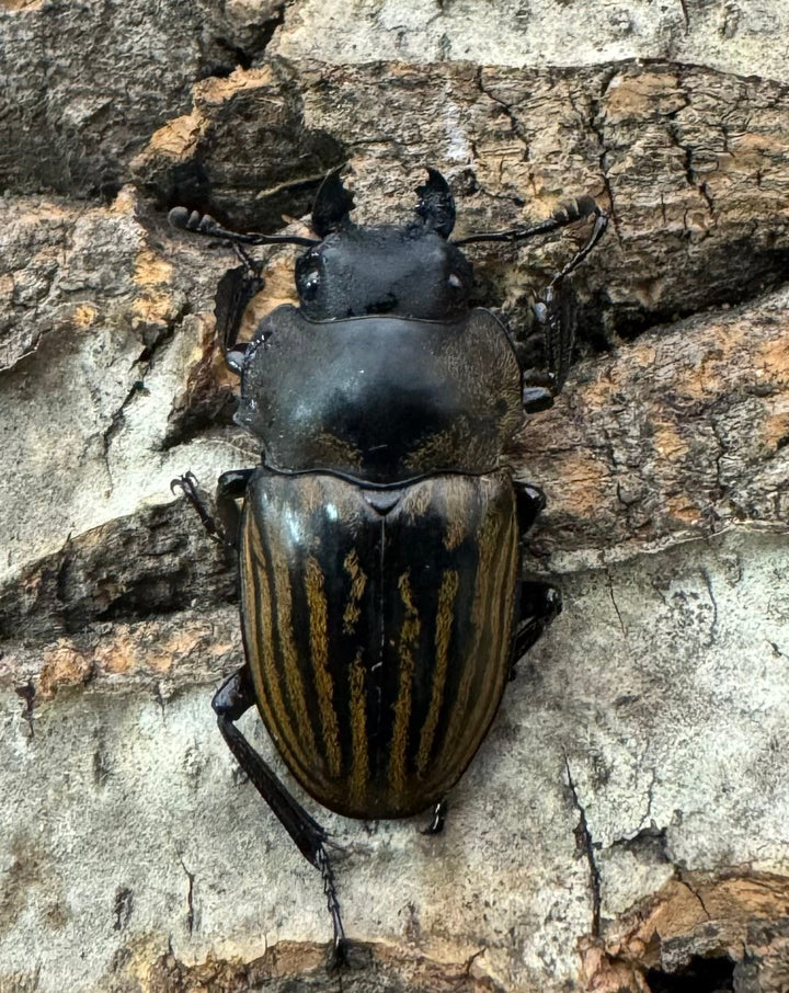 【WD】《ストリアータツヤクワガタ 40mm ペア》