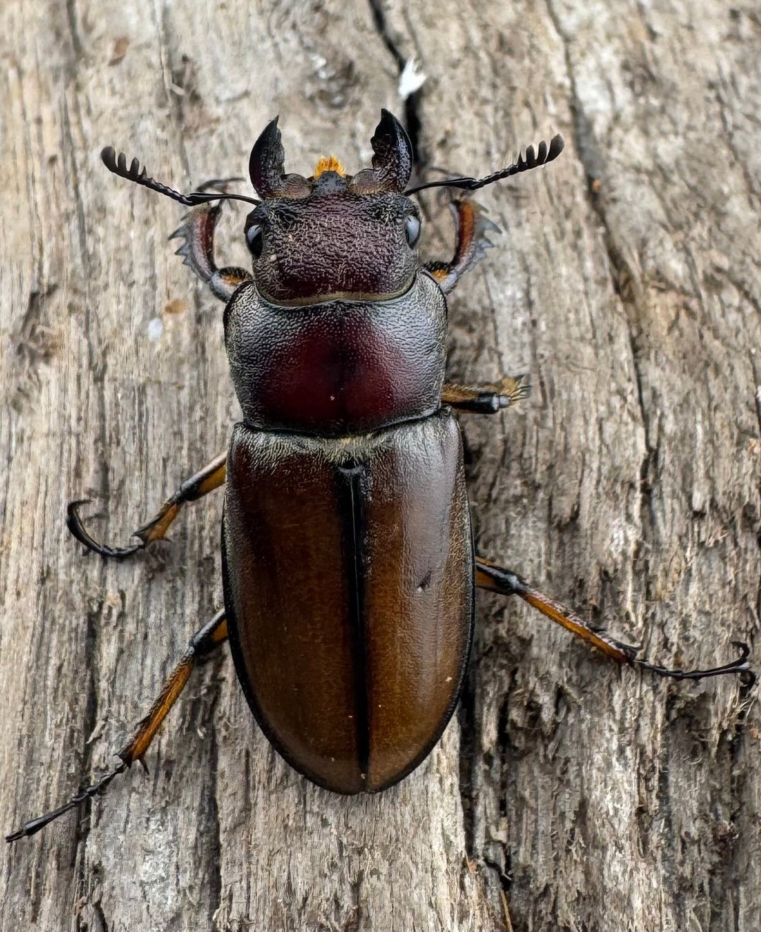 【WD】《フォルモサスミヤマクワガタ 50mm ペア》