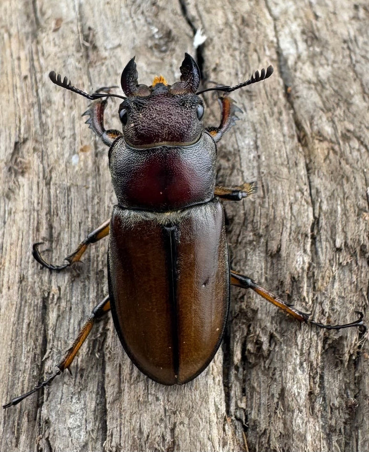 【WD】《フォルモサスミヤマクワガタ 50mm ペア》