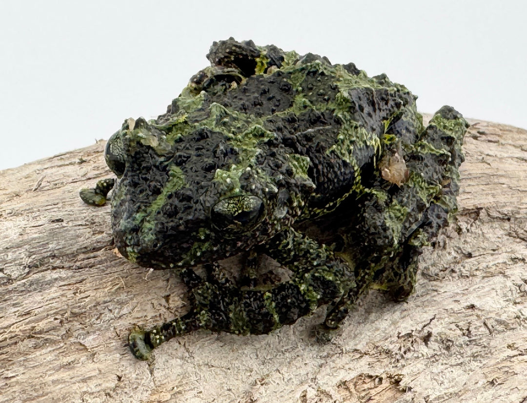 【WC】《コガタコケガエル アダルト ペア》