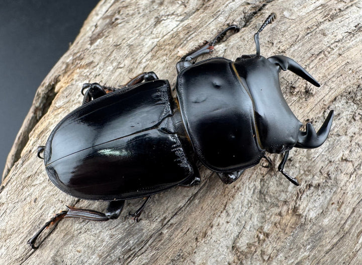 《インドグランディスオオクワ 54mm ♂単》