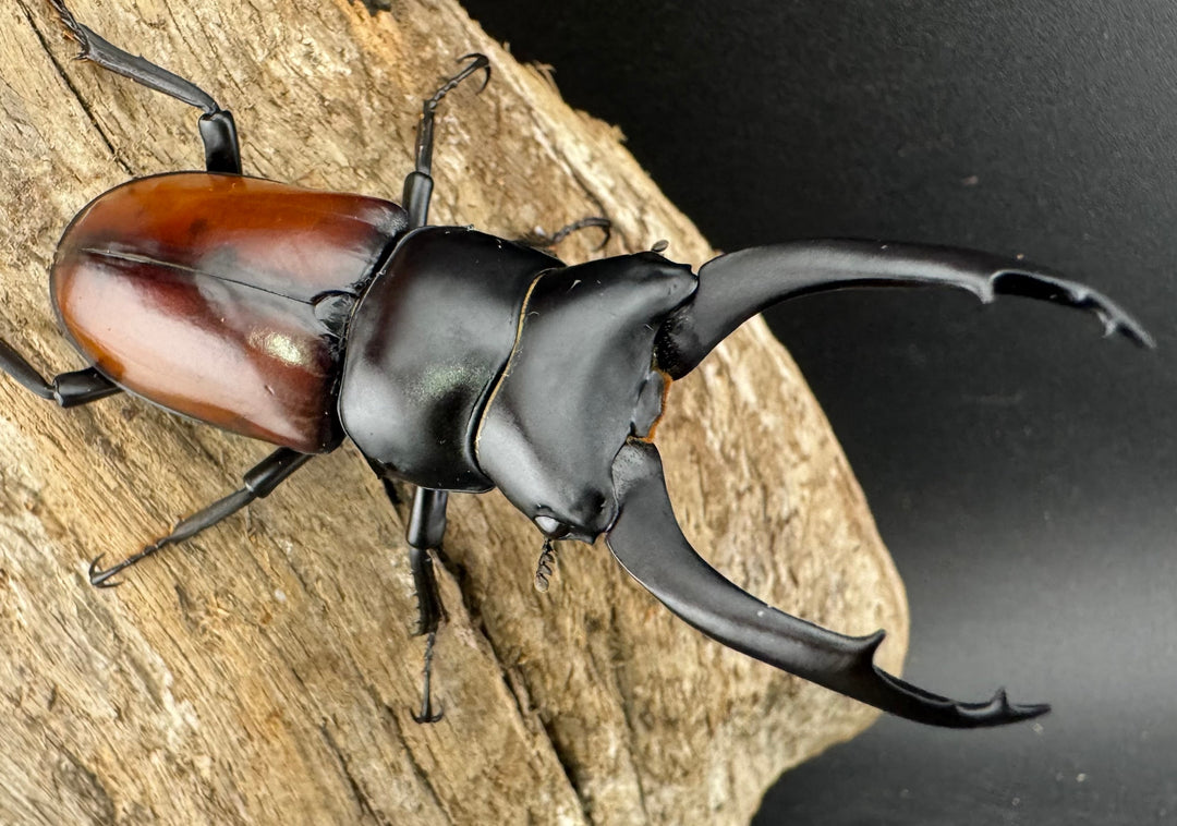 【WD】《マクレイコクワ チベット産 67mm A'品ペア》