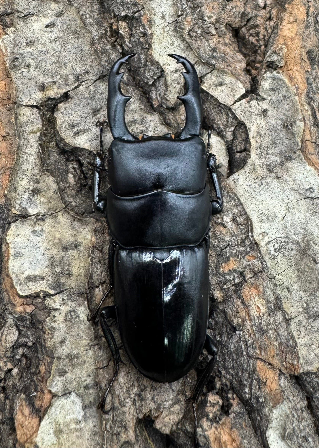 【WD】《ドルクス リンウェンシン 45mm ペア》