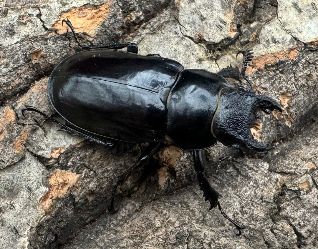 【WD】《チェンミヤマ メトク産 37mm ♀単》