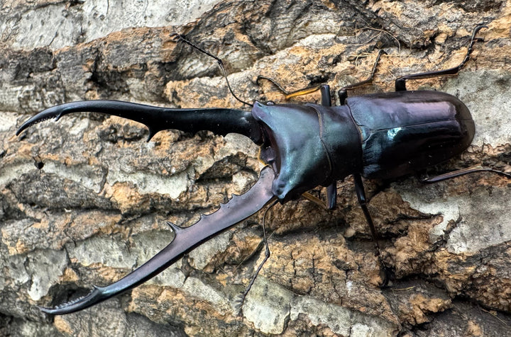 【美麗】《メタリフェルホソアカ 80mm ペア》わたくわ氏ブリード個体