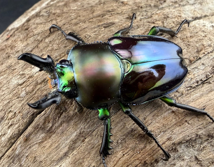 《ニジイロクワガタ Free ♂単》