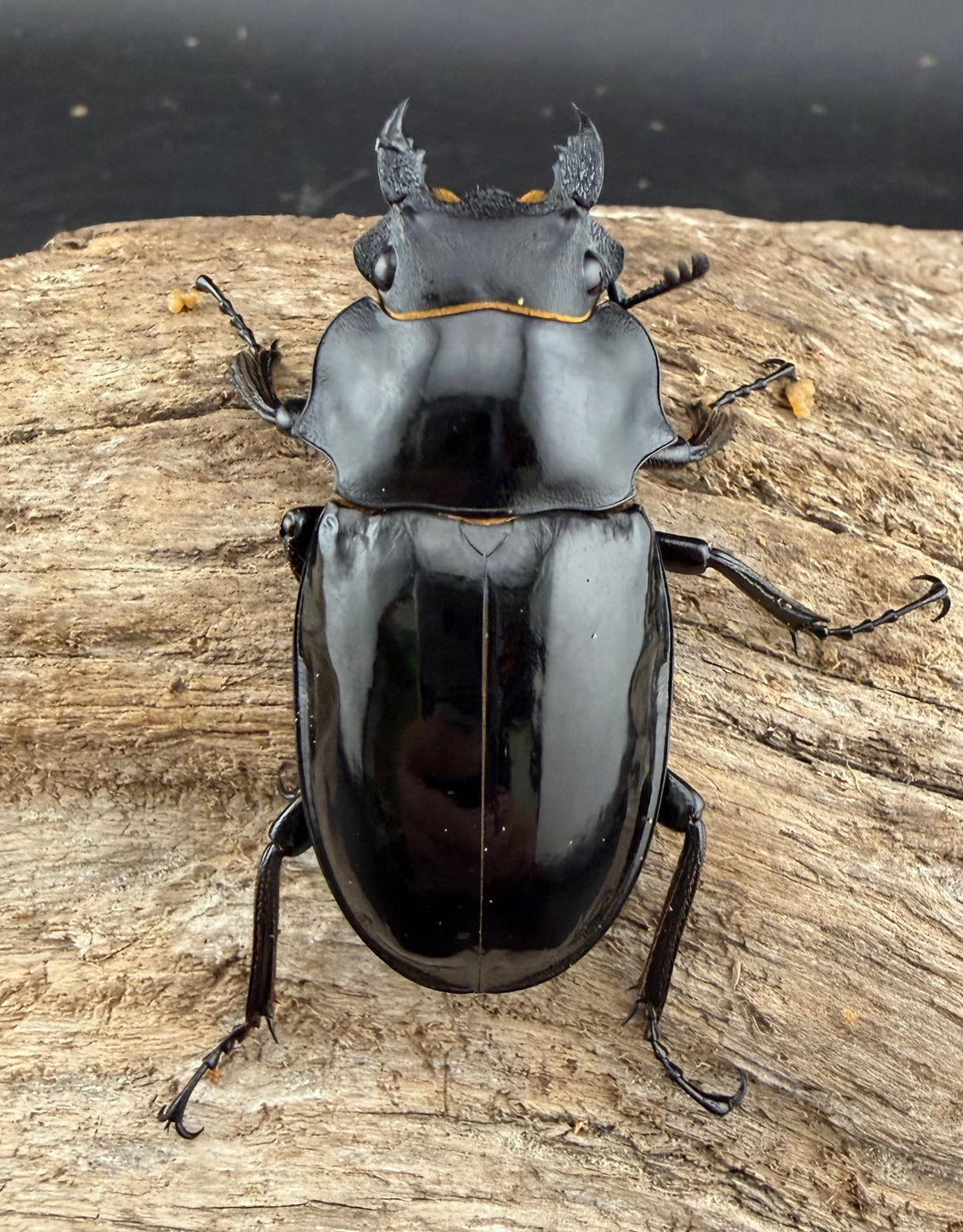 【WD】《インターメディアツヤクワガタ ネグロス島産 96mm ペア》