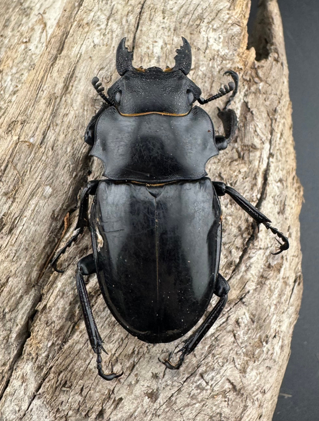 【WD】《インターメディアツヤクワガタ バタラザ産 92mm ペア》