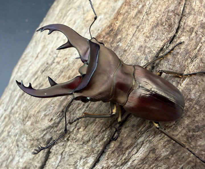 《カウピホソアカクワガタ 48mm ペア》