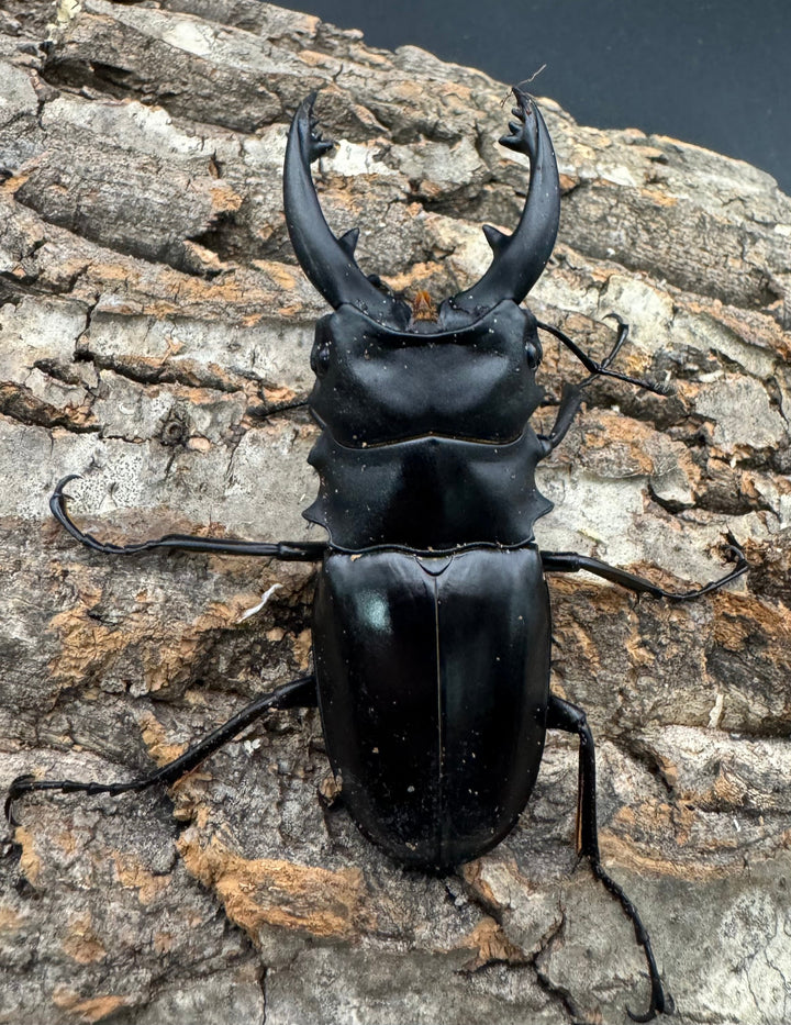 【WD】《アルケスツヤクワガタ 79mm ペア》