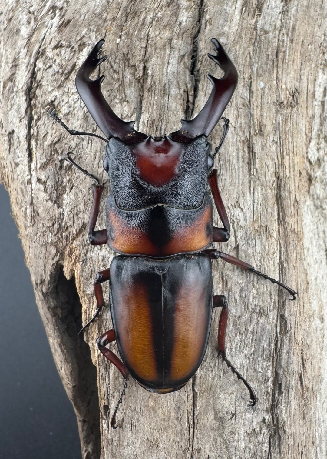 《ミラビリスノコギリクワガタ 63mm ♂単B品》