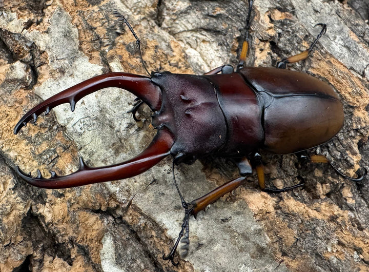 【WD】《アスタコイデスノコギリ ベンクール産 62.5mm ペア》