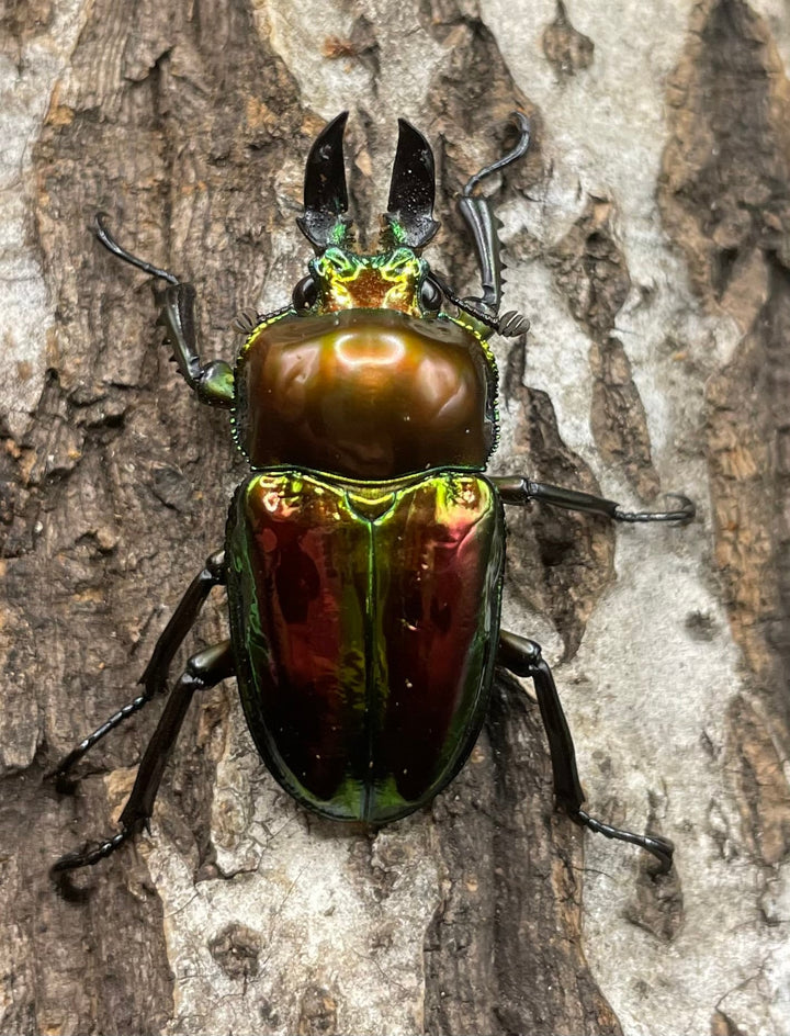 《ニジイロクワガタ 39mm ペア》