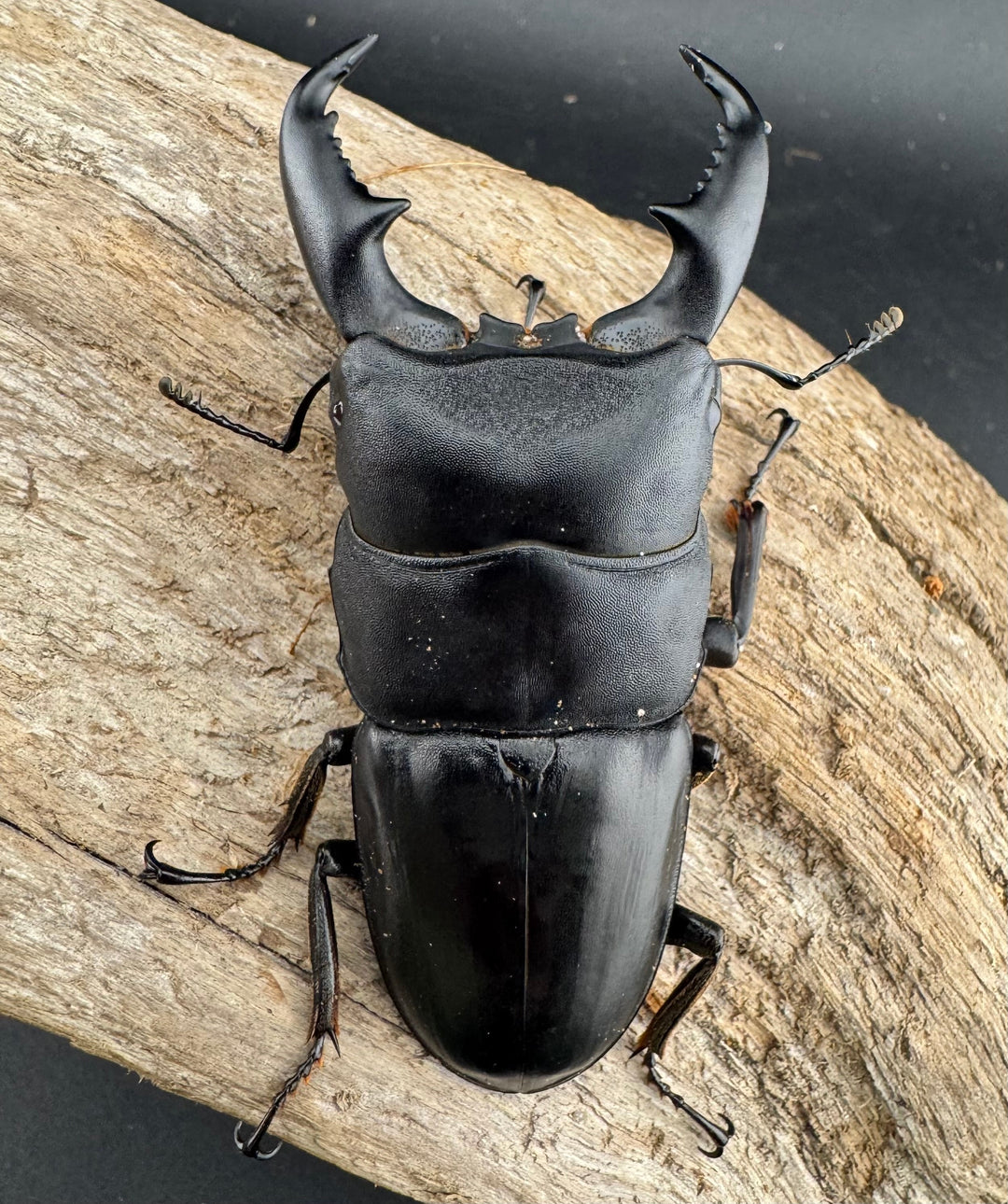 【WD】《マリンドッケヒラタ 76.5mm ペア》