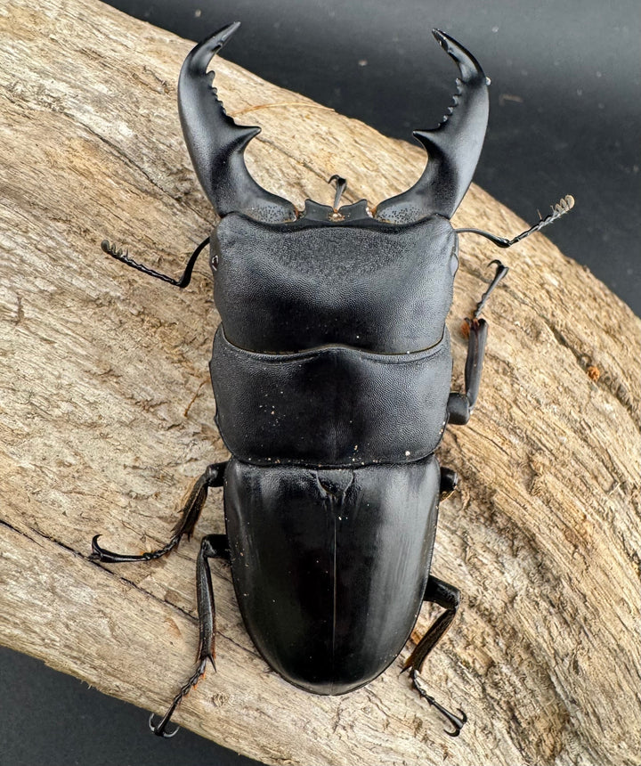 【WD】《マリンドッケヒラタ 76.5mm ペア》