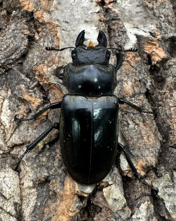 【WD】超大型《クラーツミヤマ原名亜種 66mm ペア》