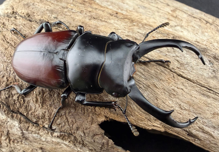 《ドンキエルコクワ原名亜種 ミャンマー産 62.5mm ペア》