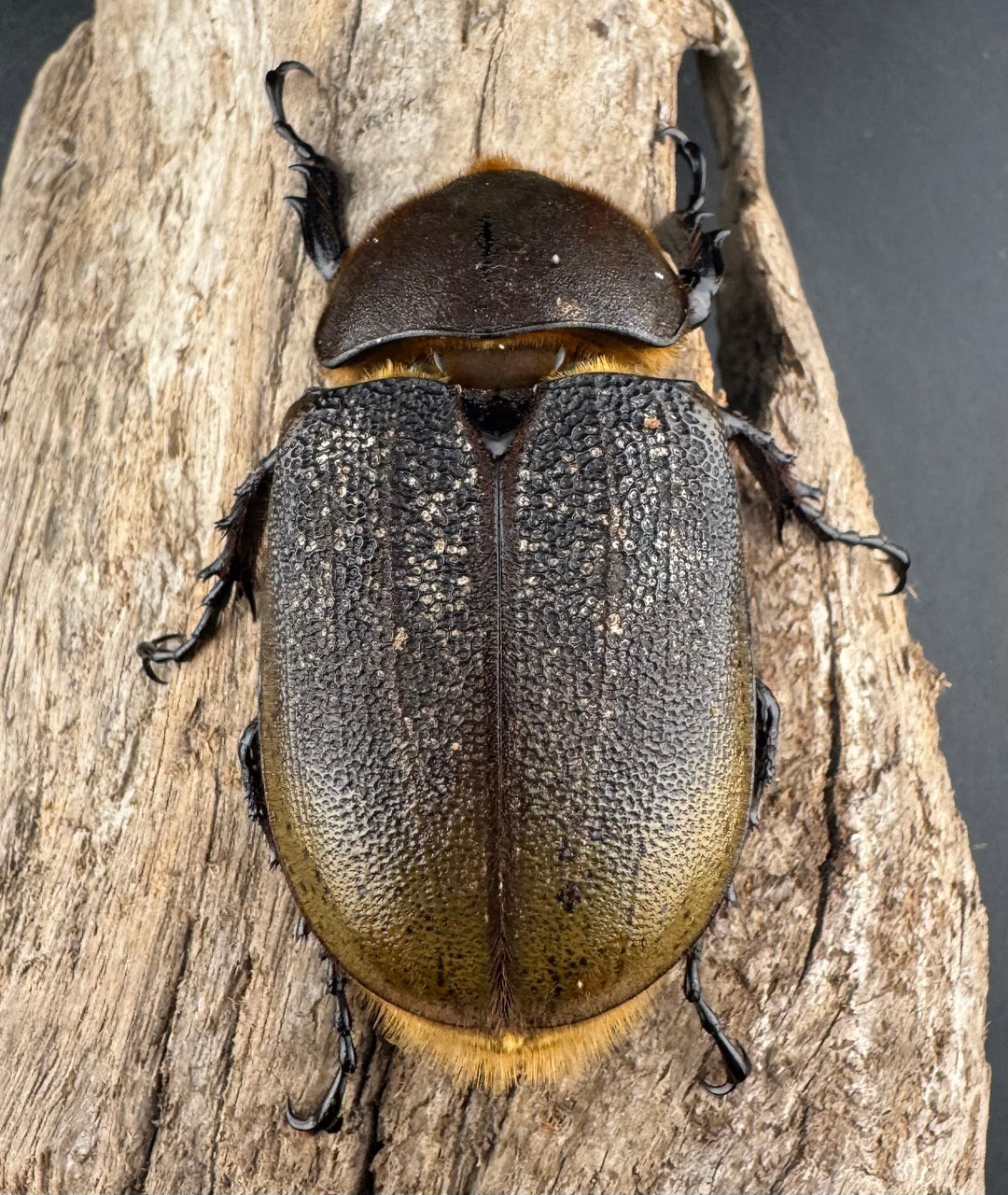 《ヘラクレス・ヘラクレス 143mm ペア》