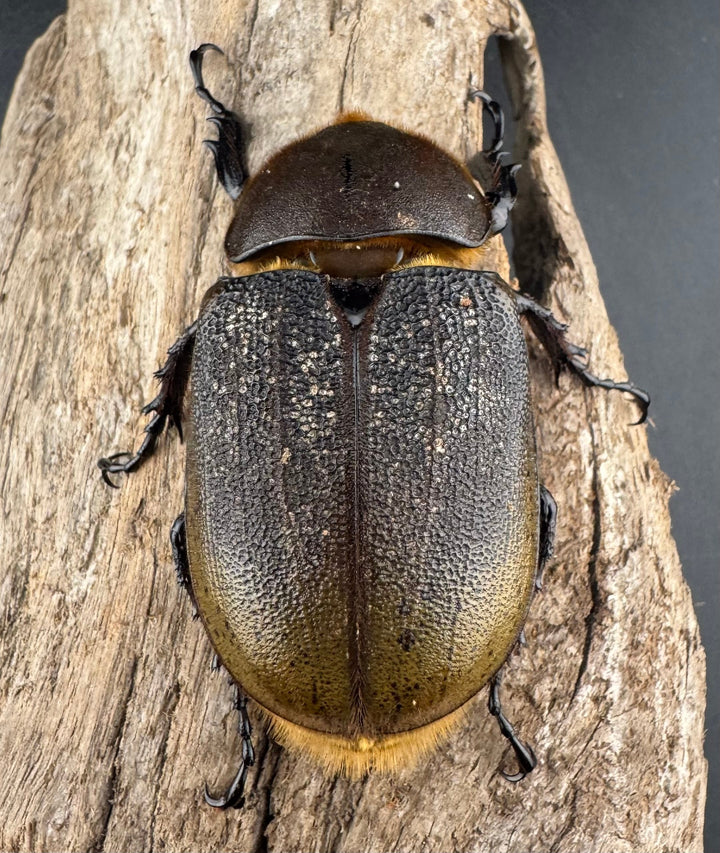 《ヘラクレス・ヘラクレス 143mm ペア》