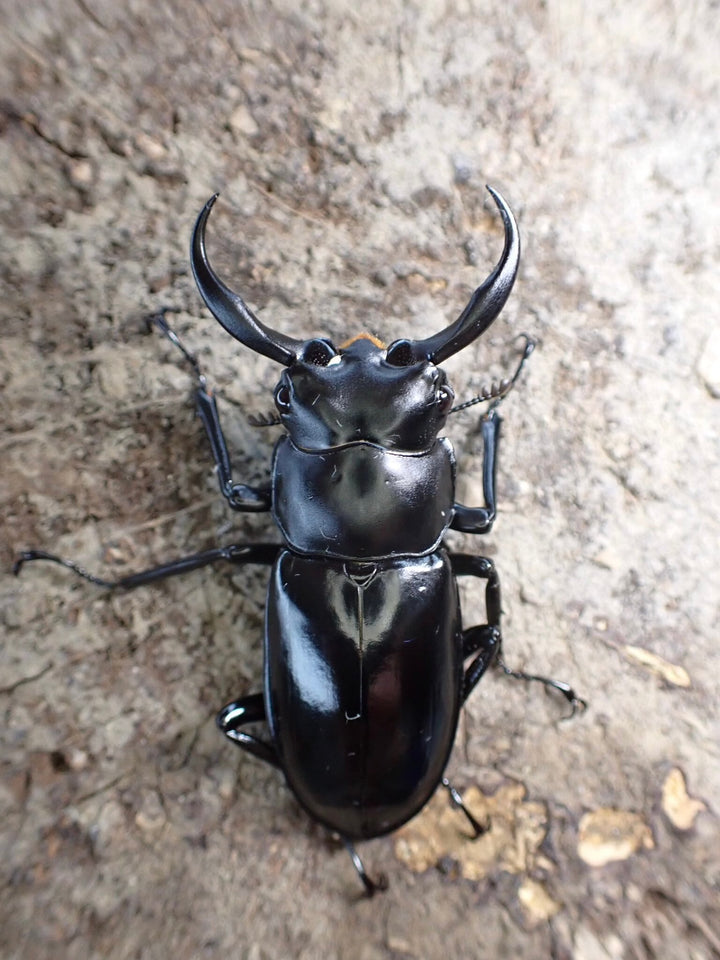 【WD】《雲南産ウエストウッディ亜種カズミアエ 41mm A’品ペア》