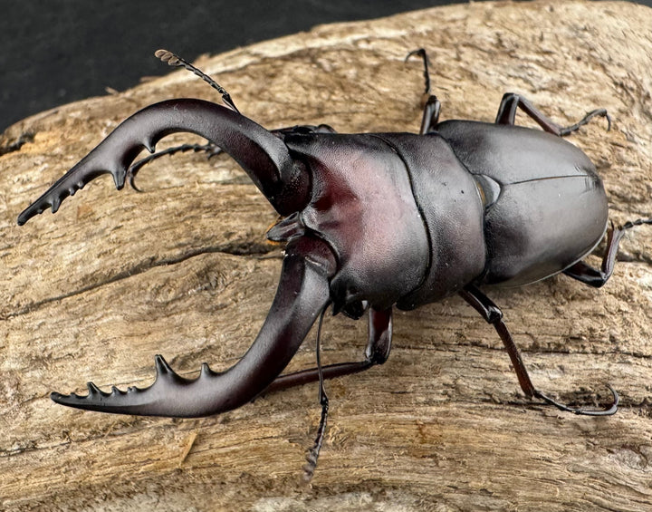 【WD】《ノコギリクワガタ 伊豆大島産 63mm ペア》