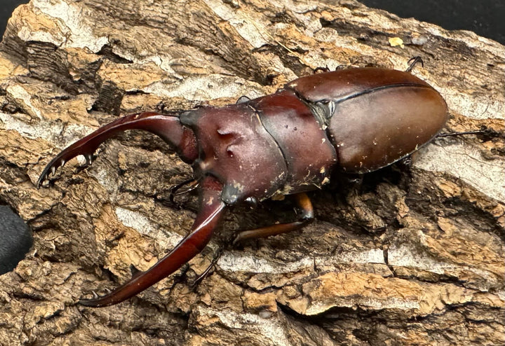 【WD】《アスタコイデスノコギリ 西ジャワ産 62mm ペア》