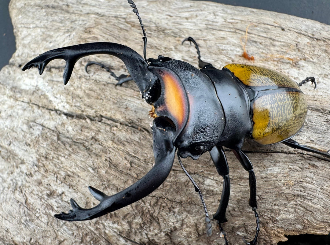 【WD】《スペクタビリスツヤクワガタ 75.5mm ペア》