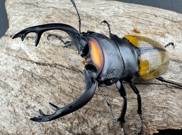 【WD】《スペクタビリスツヤクワガタ 75.5mm ペア》