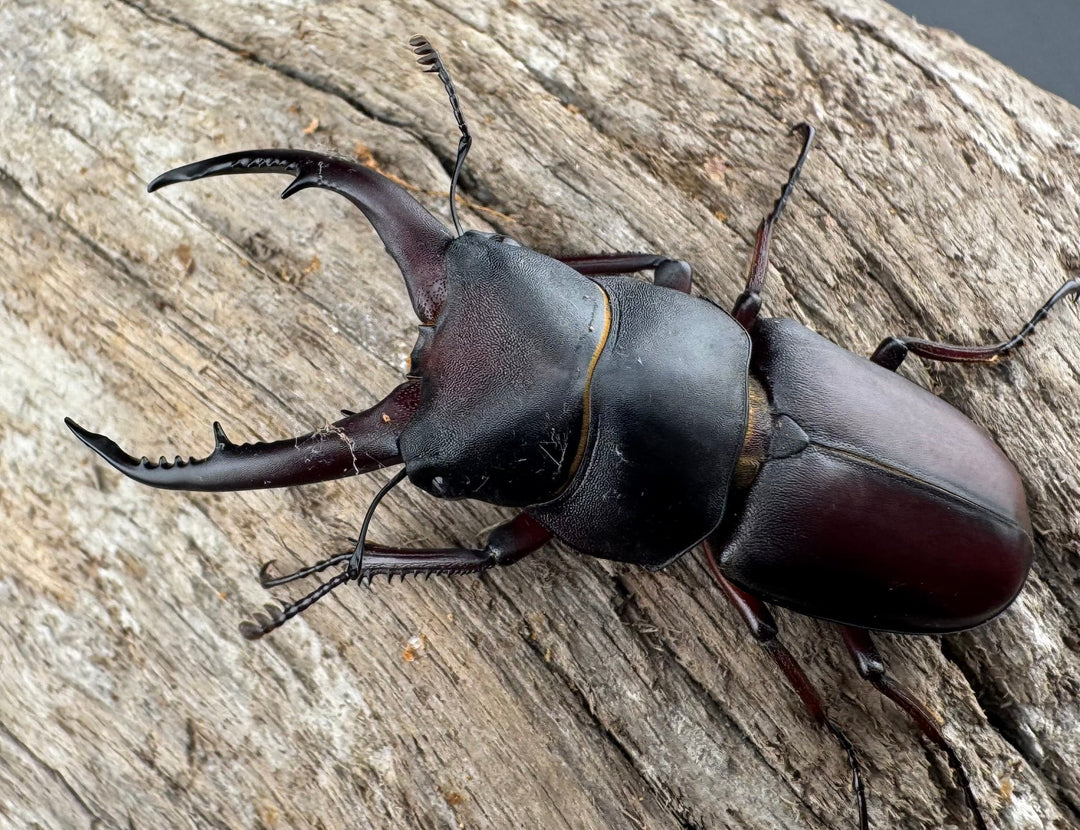 【WF7】《アンドレアスノコギリヒラタ 53mm ペア》