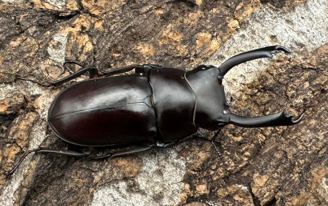 【WD】《ルフォノタトゥスコクワ 36.5mm ペア》