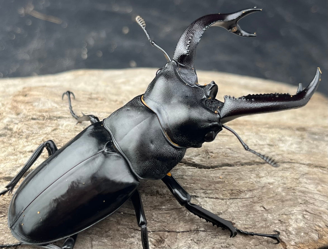 【WD】《ブケットフタマタクワガタ 77mm ペア》