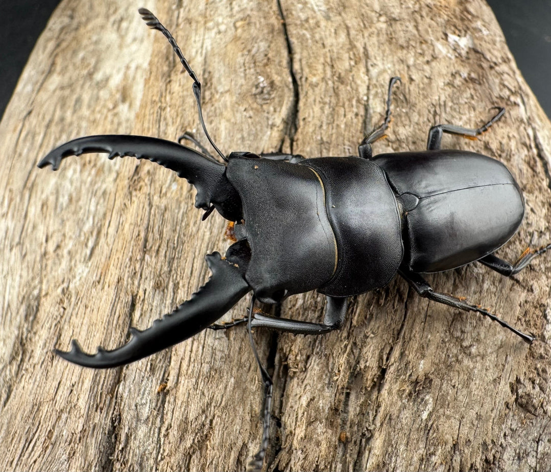 【WD】《トンキンノコギリヒラタ 海南省産 46mm ペア》