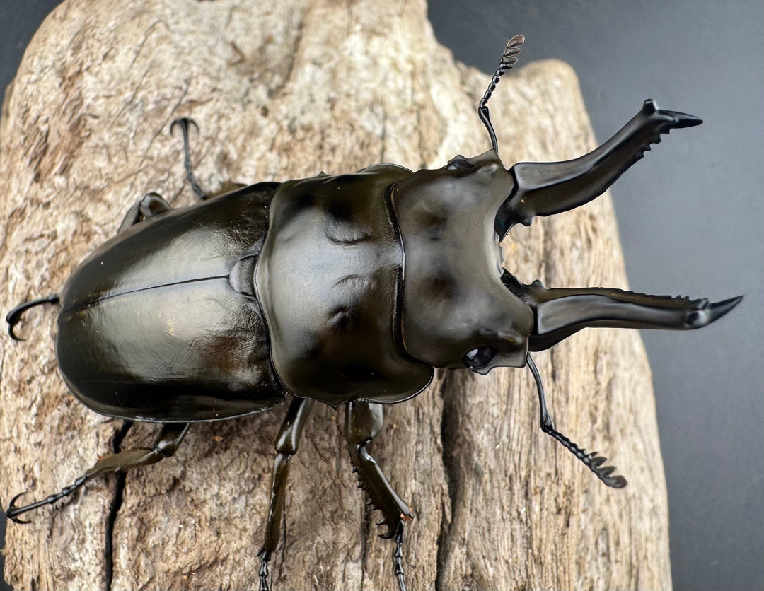 F0】《ローゼンベルグオウゴンオニクワガタ 66mm ペア》