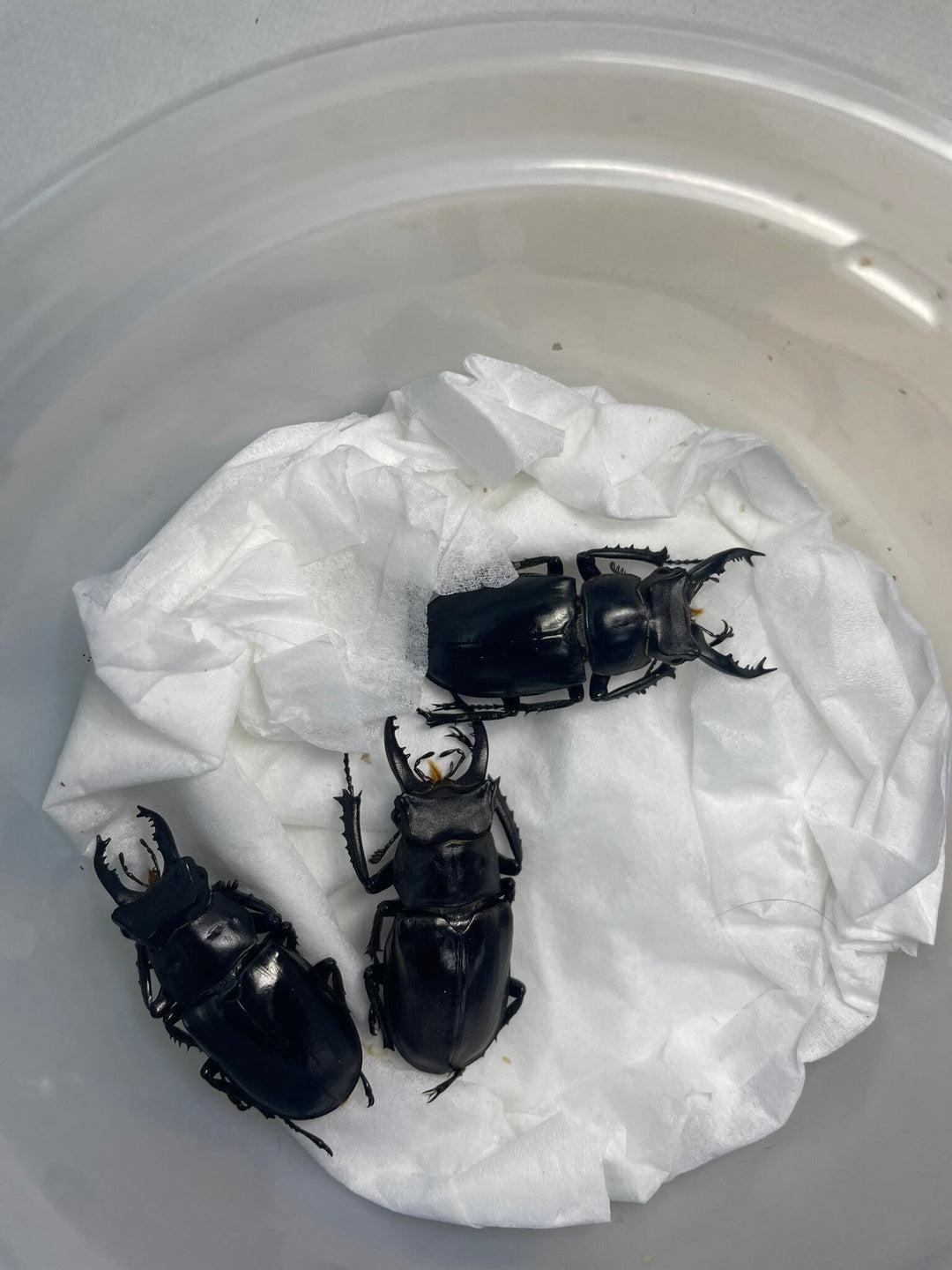 【WD】《タケオミヤマ 33mm ♀単》