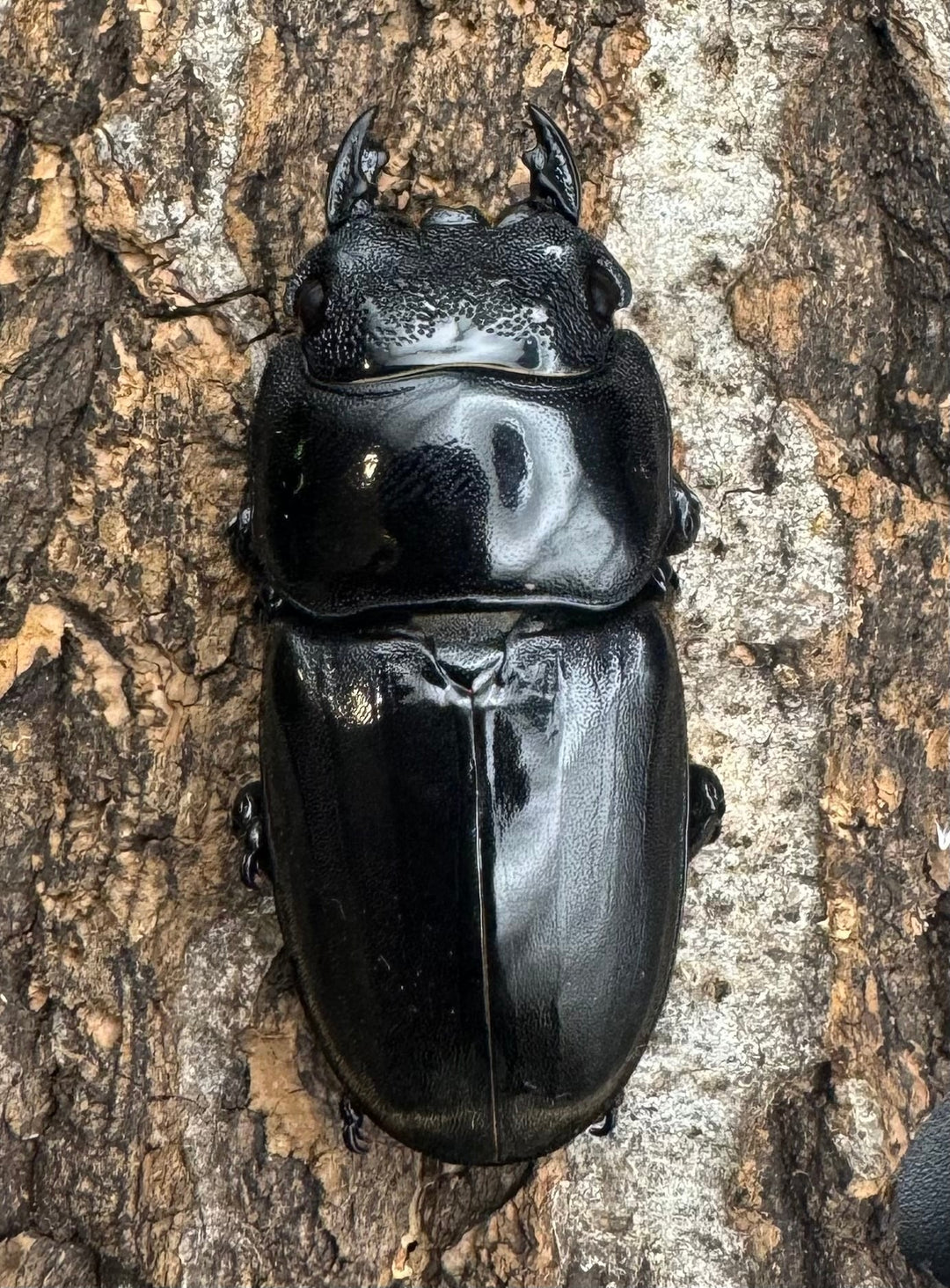 極太《スマトラオオヒラタ 90mm ペア》