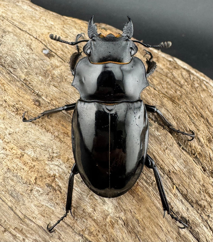 【WD】《インターメディアツヤクワガタ ネグロス島産 94mm ペア》