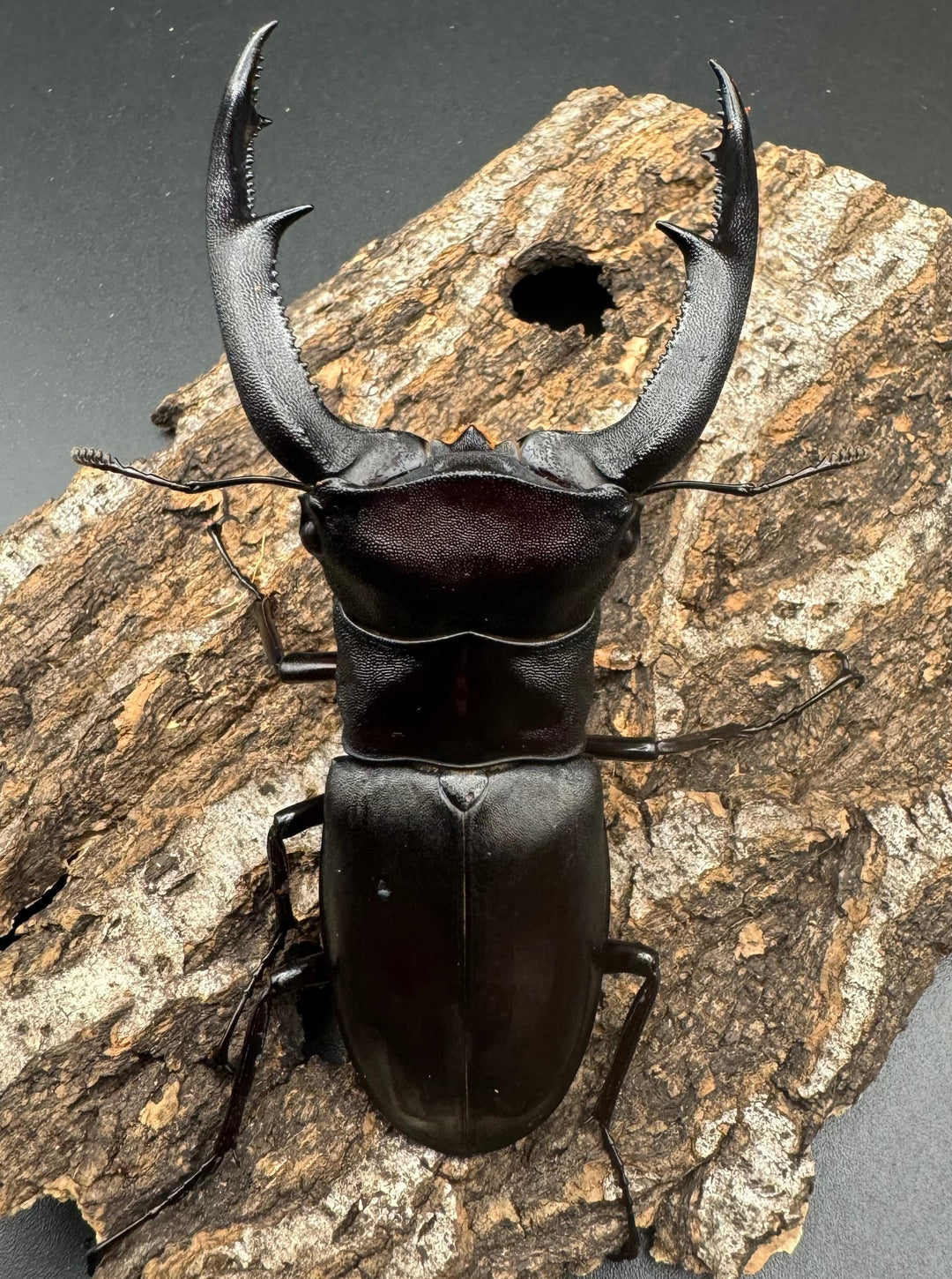 【WD】《マンディブラリスフタマタ 97.5mm ペア》