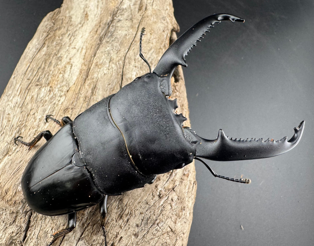 【WD】良型《パラワンオオヒラタ バタラザ産 99.5mm ペア》