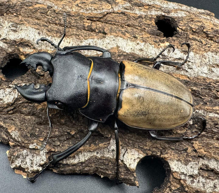 【WD】《カステルナウディツヤクワガタ 72ｍｍ ペア》