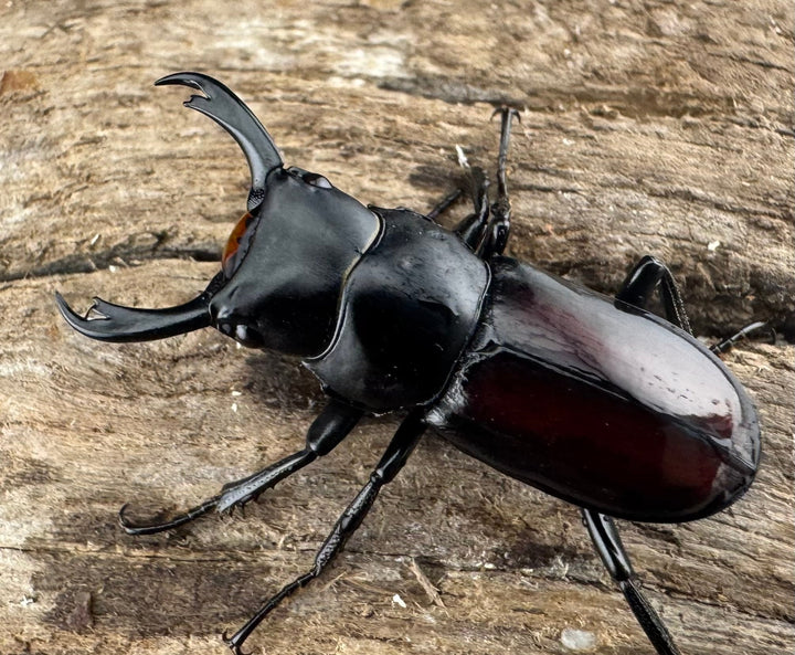 【WF3】《チュチェンセスジクワガタ 24mm ペア》