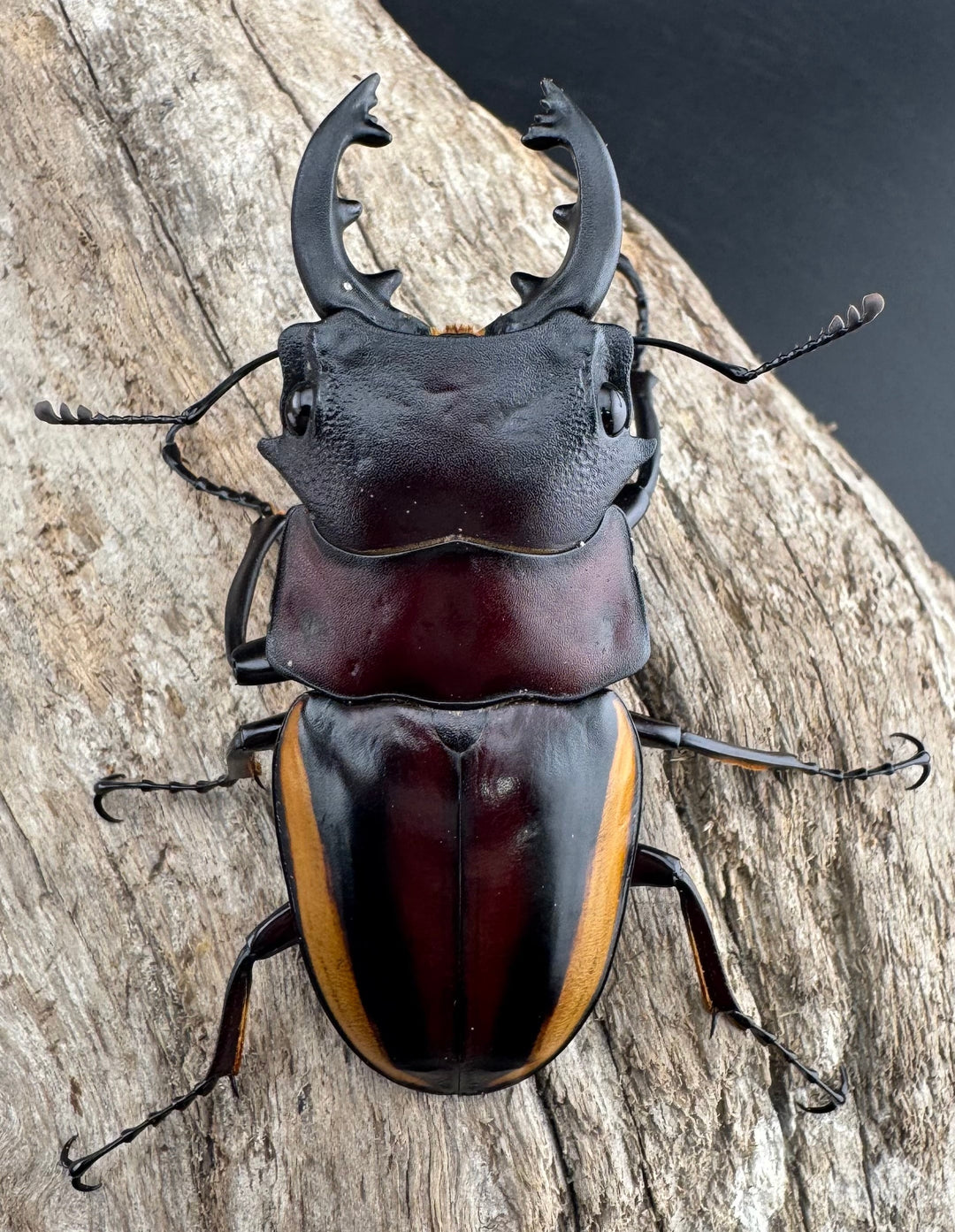 【WD】《スチーブンスツヤ亜種duivenbodei 中歯 65mm ペア》