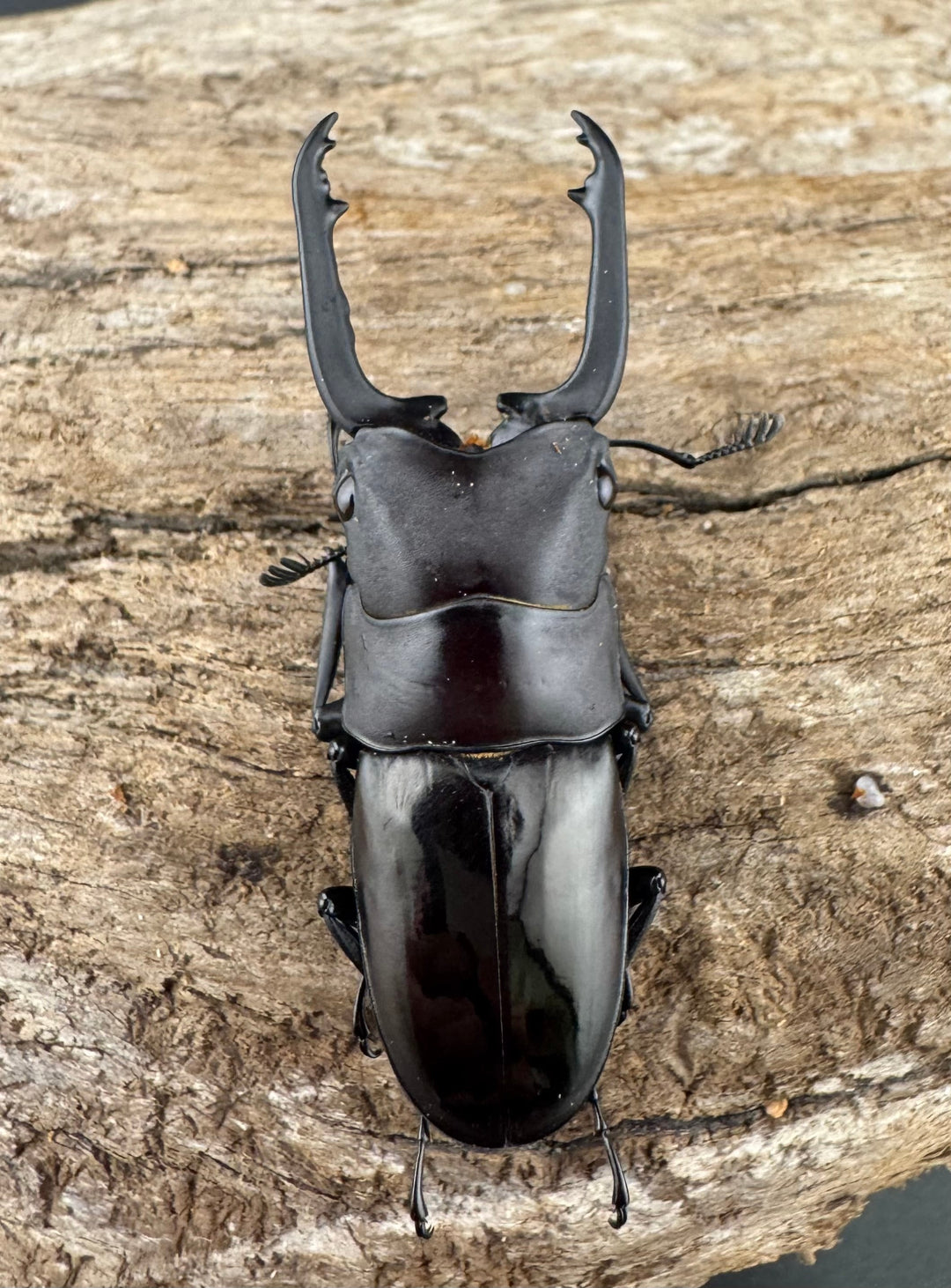 【WD】《ブッダノコギリ ボアク島産 49mm ペア》