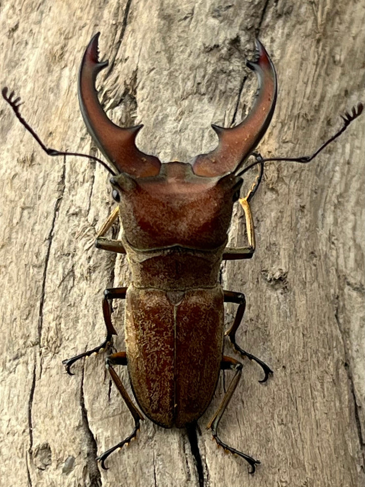 【WD】《スズムラホソアカ ロハス産 37mm ペア》