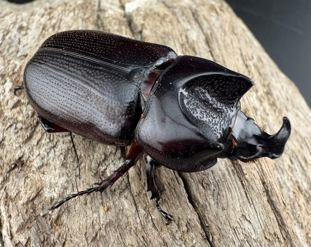 【WD】《ヒラズツツサイカブト 45mm ペア》