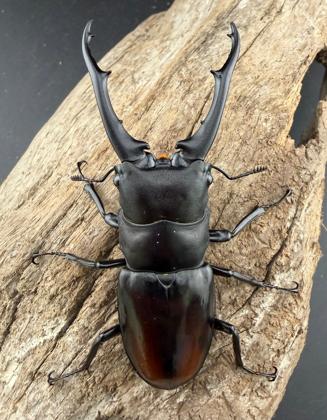 【WD】《ツカモトフタマタ 79mm ♂単》