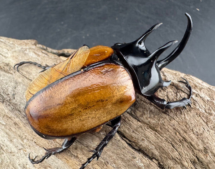 【WD】《スキットゴホンツノカブト 65mm ペア》